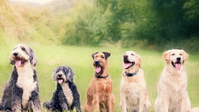 Hunderassenbestimmung - Wie kann man herausfinden welche Rasse der Hund ist?