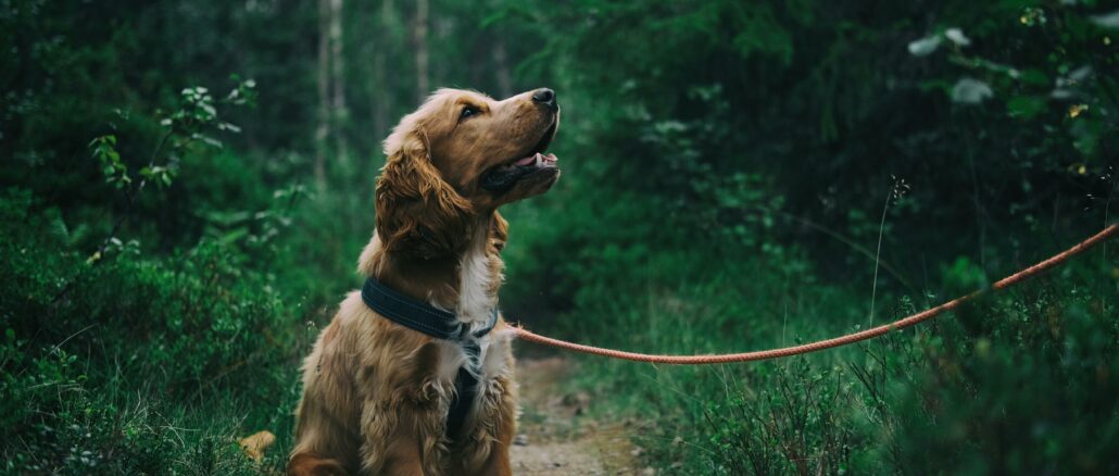 Hunde Rassebestimmung mittels DNA-Test - das sollte man wissen