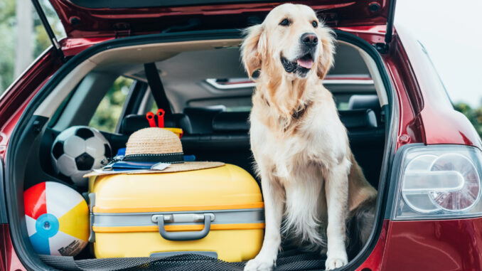 Regeln für Hunde in Dänemark: Was Sie vor dem Urlaub wissen müssen